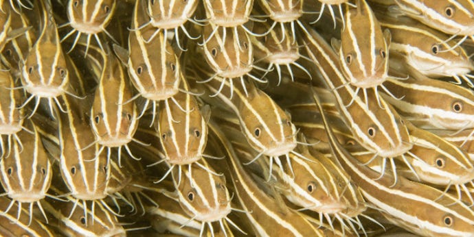 a school of striped catfish