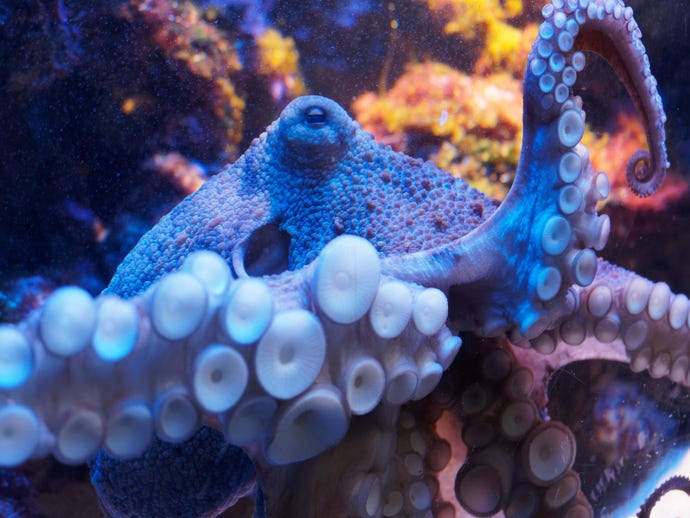 blue octopus underwater