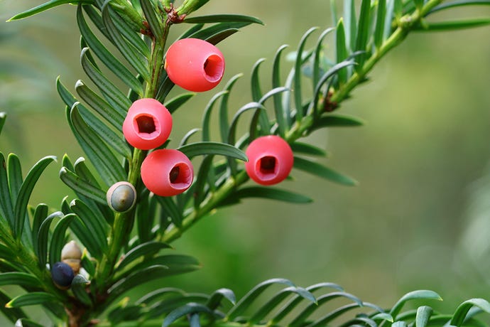close-up of ripened red seeds on a branch of the European yew (taxus baccata) against a green blurry background