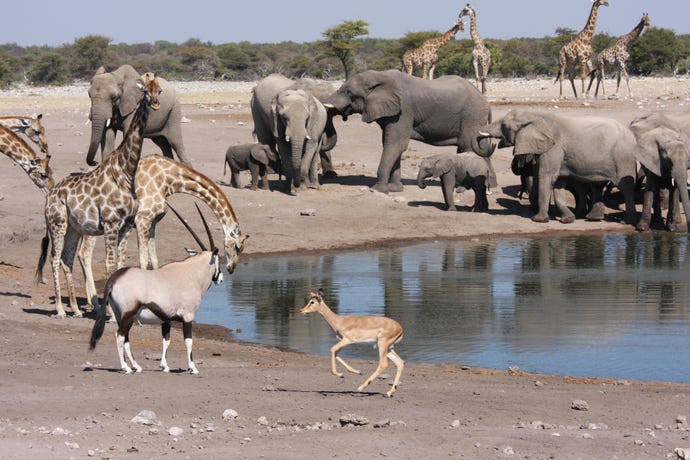 Elephants, giraffes, oryx drinking at watering hole, Namibia