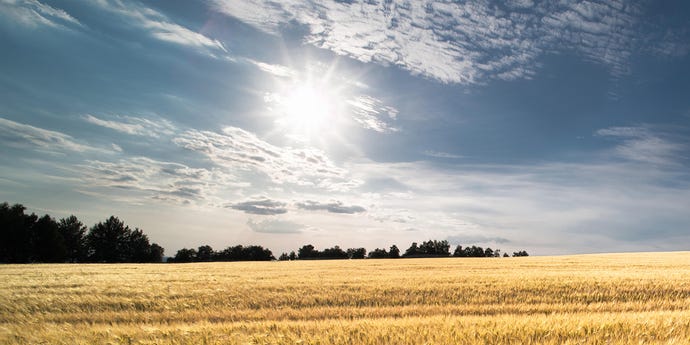 Summer barley field with sun shining through the clouds. Golden crops with ripe spikes.