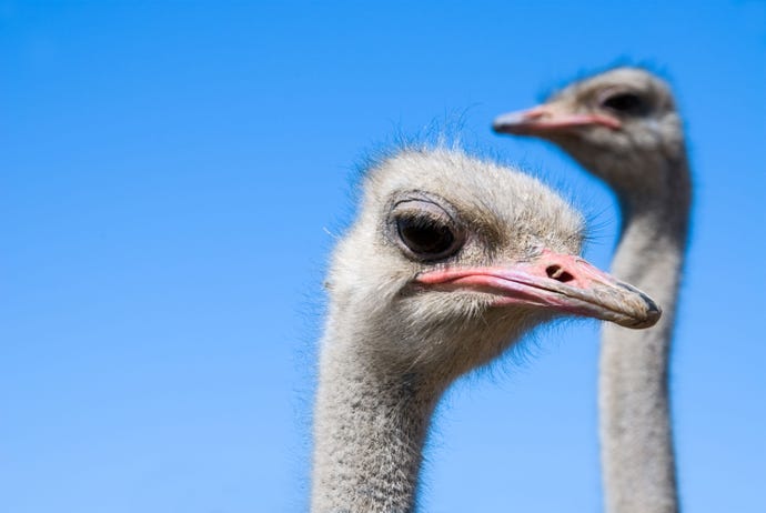 Two ostriches stare off into the distance before an ostrich race