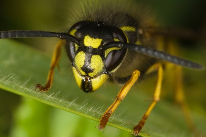 close-up of a Common Wasp (Vespula vulgaris) head