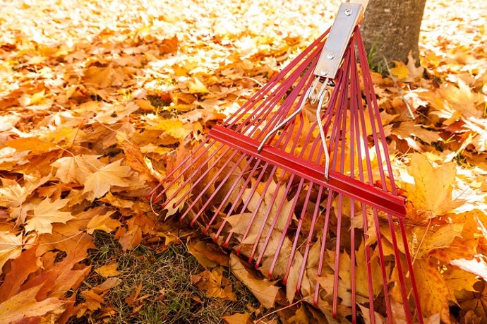 Metal rake and yellow maple leaves in autumn. 