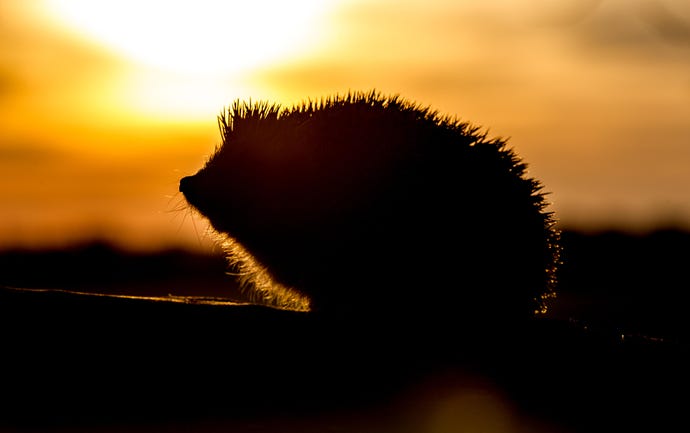 Wild hedgehog silhouetted at sunset
