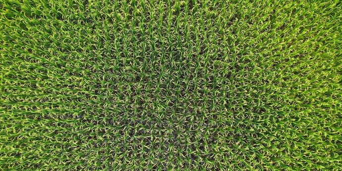 Abstract photo of overhead view of green rice field in Thailand