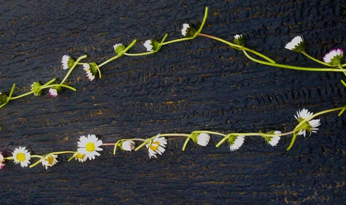 Daisy chain necklace on a black wooden step