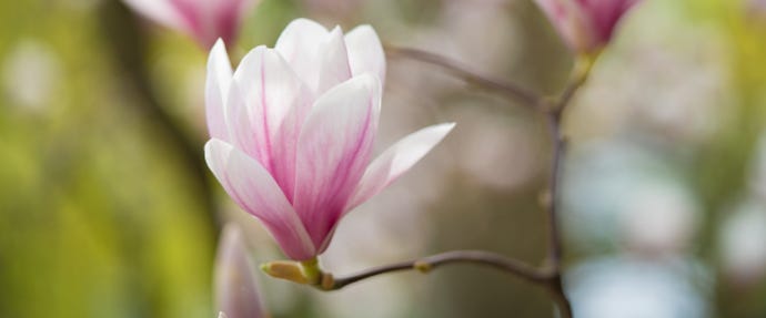 602x250_haikuflower.png