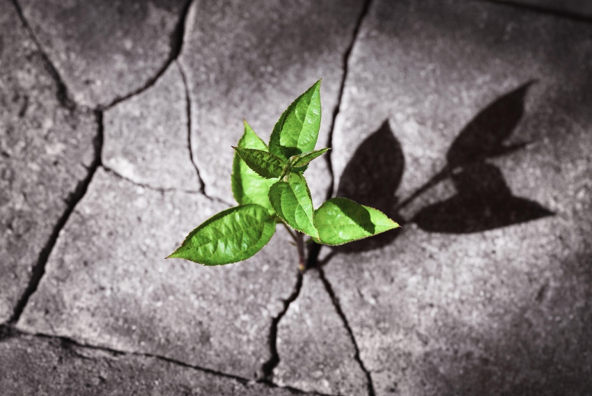 New life concept, small tree sprout growing in ruins, plant grown on the rock, recovery, revival, resilience, power