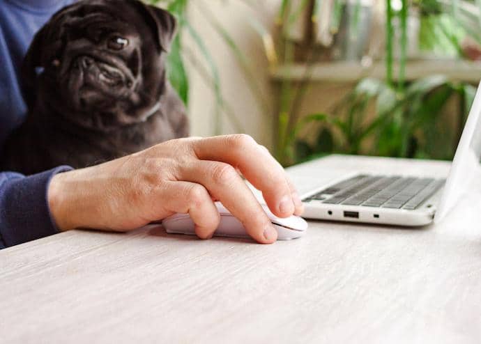 More information: 	 Man freelancer working at home office with laptop and black pug dog on arms.