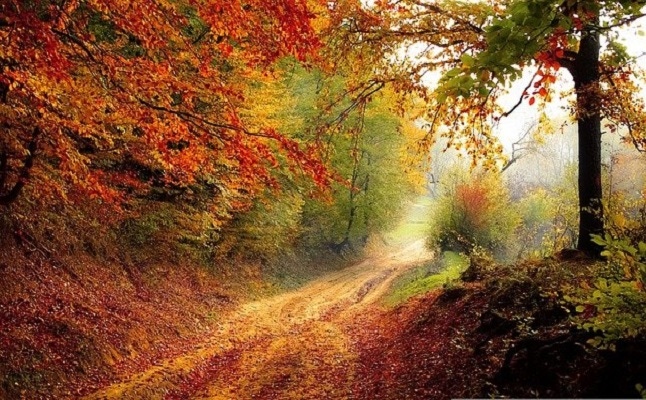 fall foliage along a country road