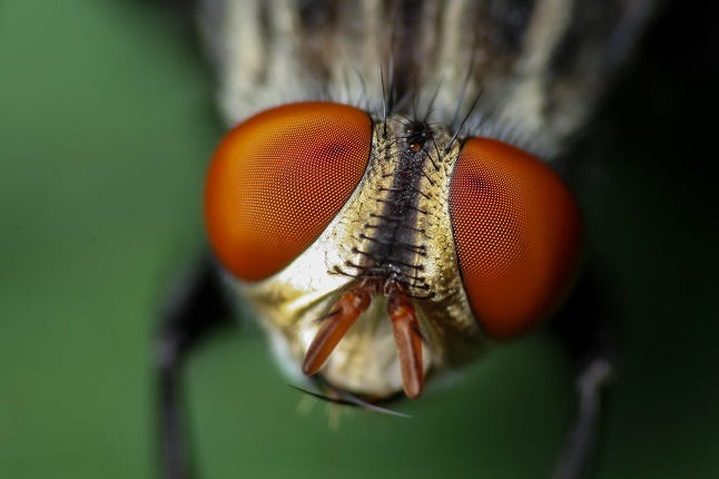 High magnification close-up of a common garden fly, showing the insect head and eyes in details