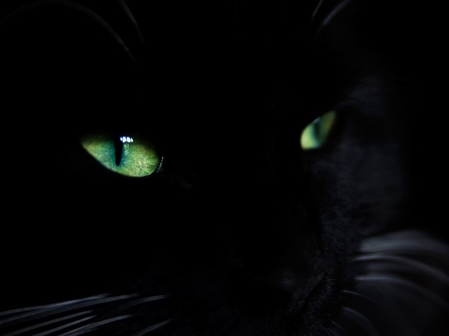 Black Cat Close Up