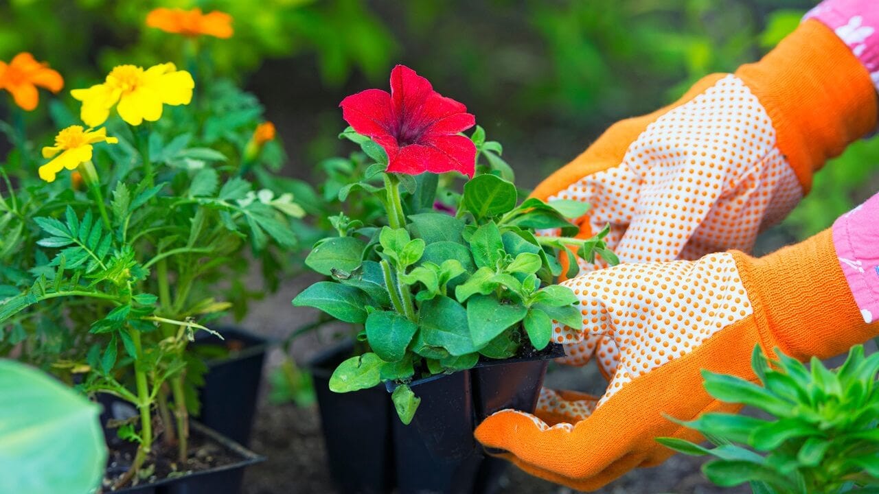 ScottsMiracle-Gro đang áp dụng công nghệ mới để phục vụ khách hàng hiện đại.