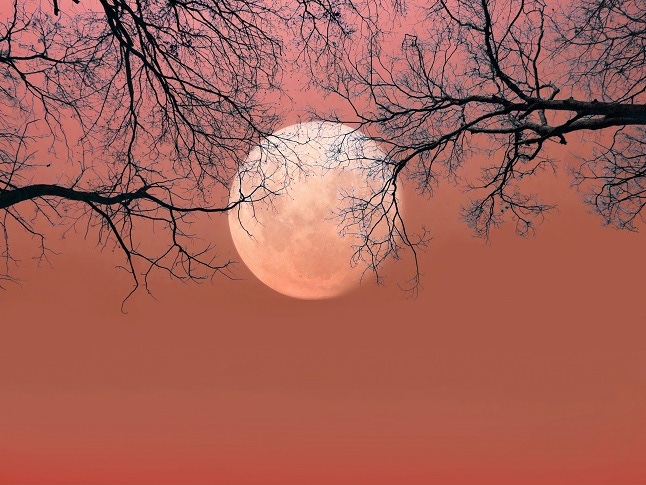 Halloween background. Spooky forest with silhouette dead trees and full moon on red sky.