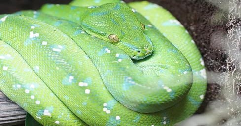10 Reasons To Snuggle Up To Python | InformationWeek