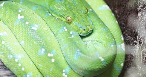 Snuggle Python 10 Reasons To Snuggle Up To Python | InformationWeek