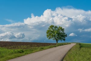 rural landscape with road a tree