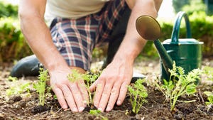 Close up of a man planting seedlings in ground.