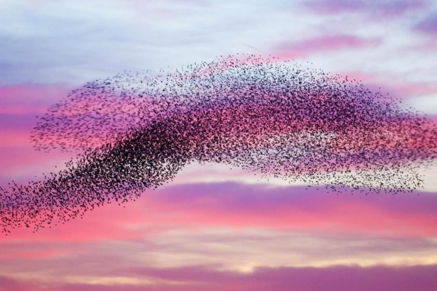 pink and purple clouds with birds flying