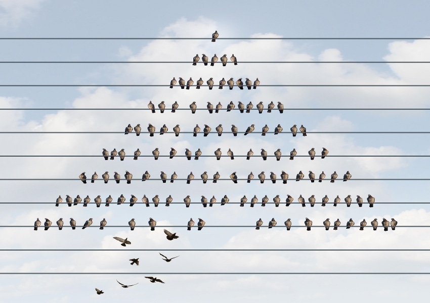 an organized group of birds on a wire with other bird recruit members joining at the bottom