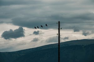 Birds sitting on wires against the backdrop of Mountains