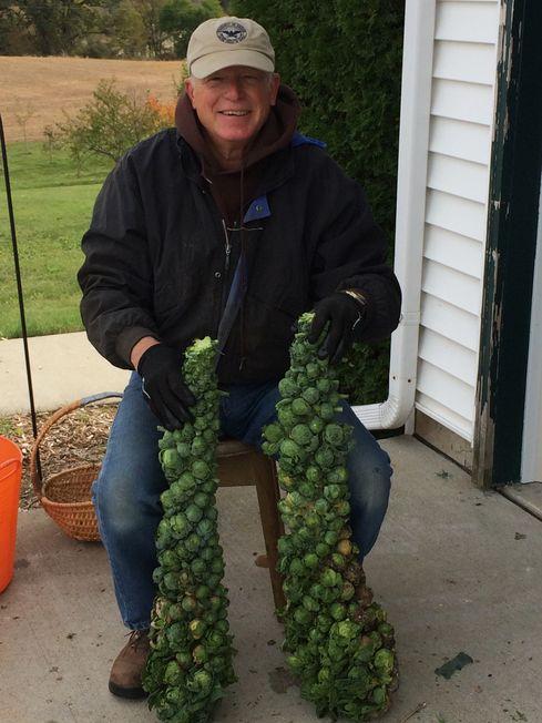 Ed Meachen with a bumper crop of brussel sprouts.