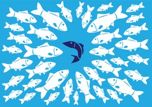 Group of white fishes surrounding a single dark fish of a different species. Conceptual illustration for social conformity