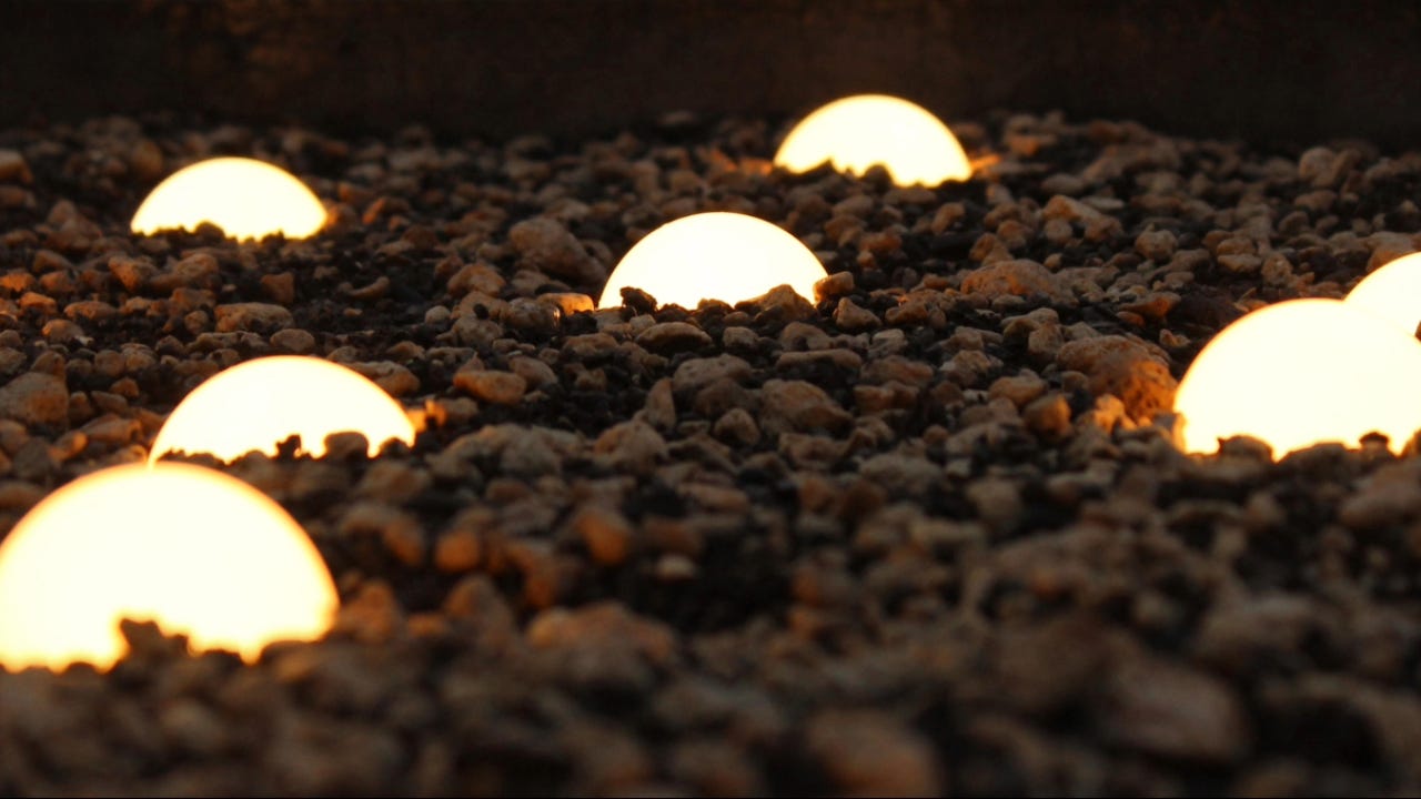 Light bulbs coming out from the ground symbolizing the growth of ideas or innovation. Light bulbs coming out from the ground symbolizing the growth of ideas or innovation.