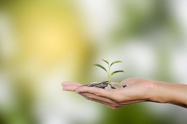 Hand holding coins with growing tree, investment concept
