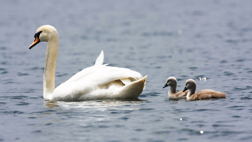 Swan with two cygnets swimming on calm water in Staffordshire, England.