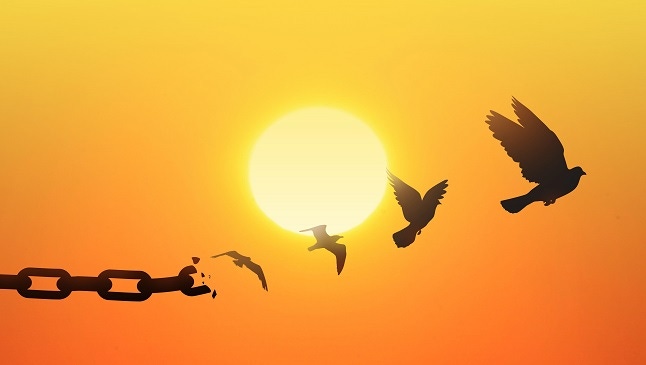 Concept of Freedom with chains breaking and turning into a free dove that flies away at sunset