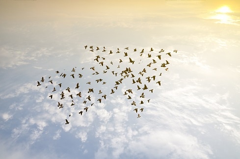 flock of bird flying in the same direction