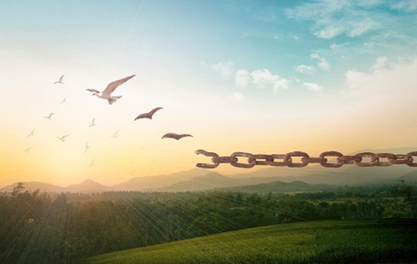 birds breaking a chain while flying high