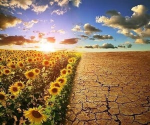 sunflower field on one side, parched earth on another