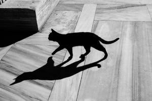 black cat and it's shadow