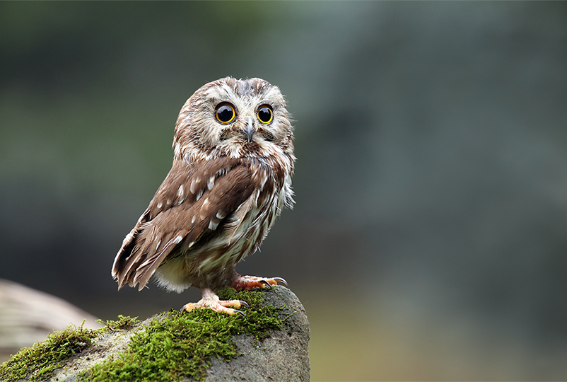 Card - The wildlife trusts.png