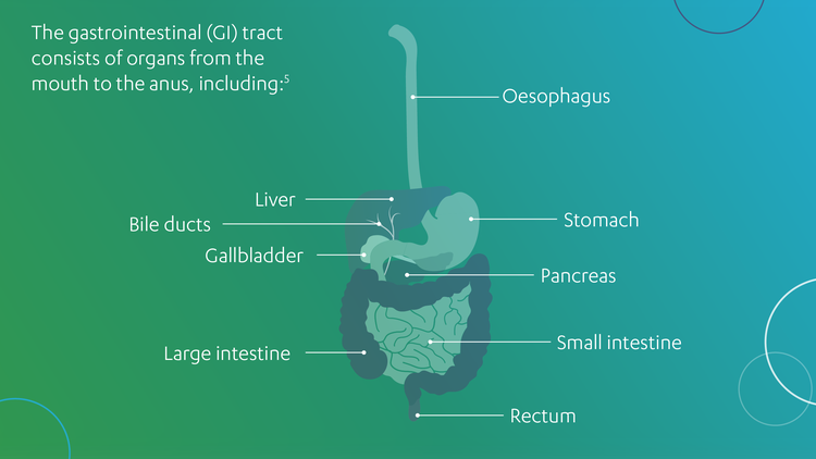 A diagram showing the gastrointestinal tract, comprising of organs from mouth to the anus including: oesophagus, liver, bile ducts, stomach, gallbladder, pancreas, small intestine, large intestine and rectum