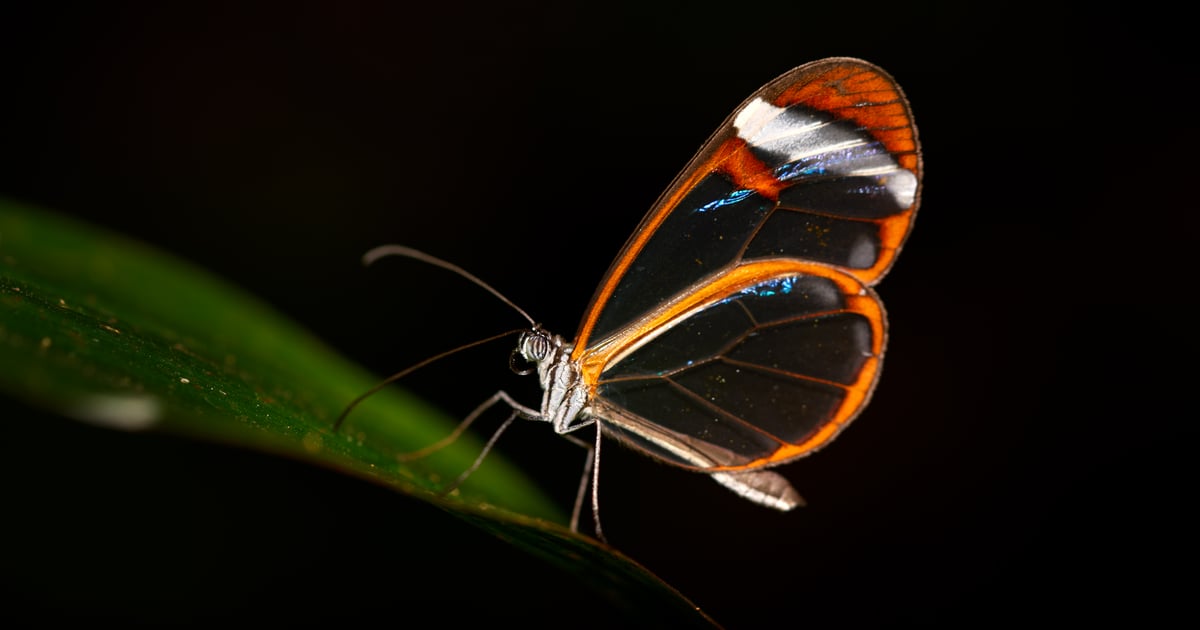 Anthropic Reveals Glasswing AI Security Framework