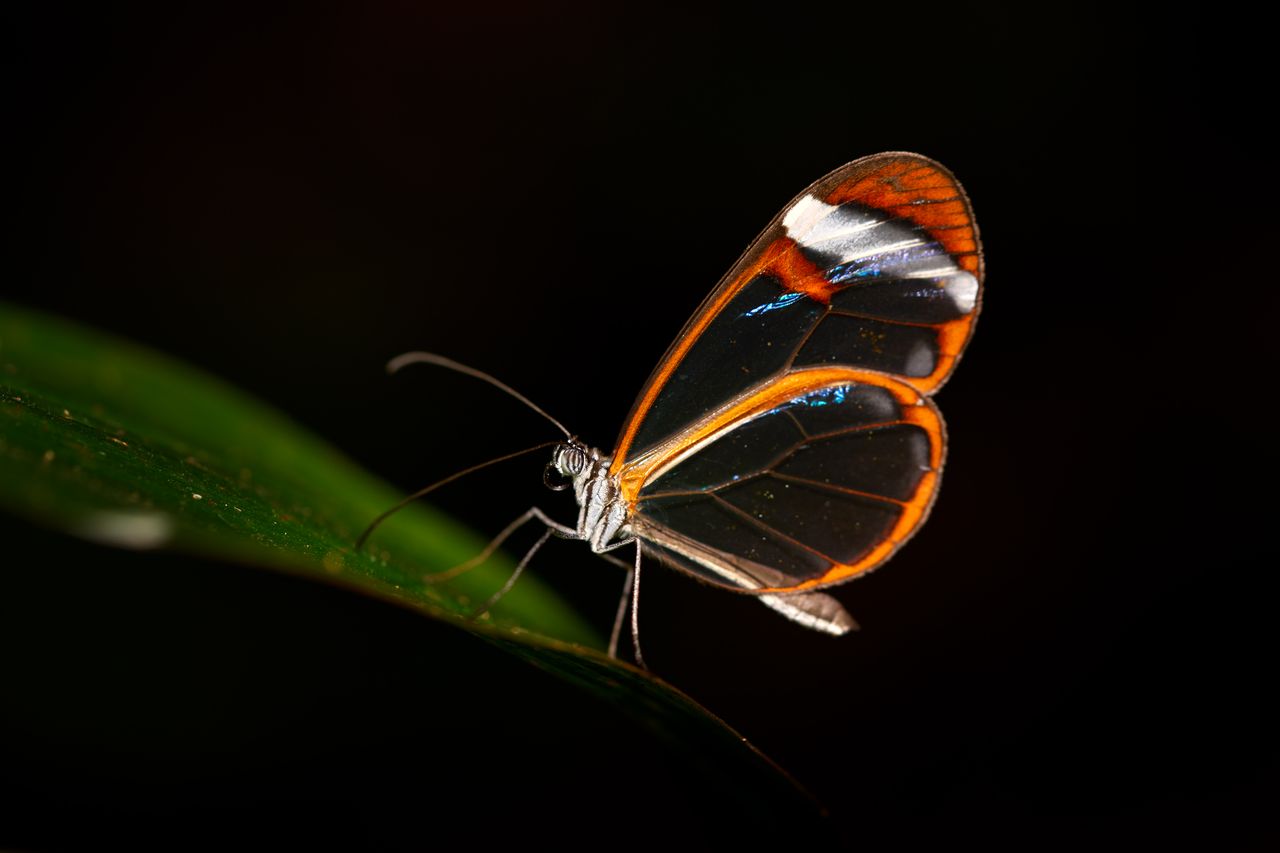Glasswing Anthropic’s Glasswing Highlights AI’s Security Paradox