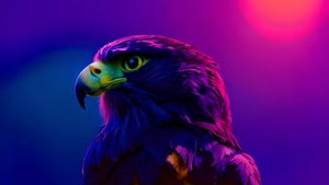 image of a falcon