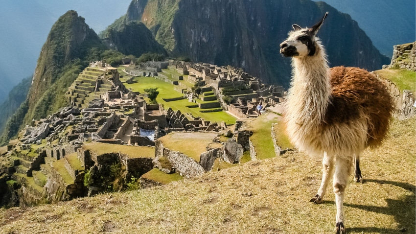 Photo of a llama