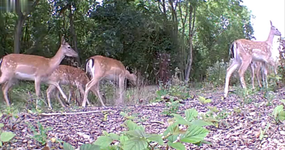 AI Technology Senses, Scares Deer off Railway; 6,000 Saved