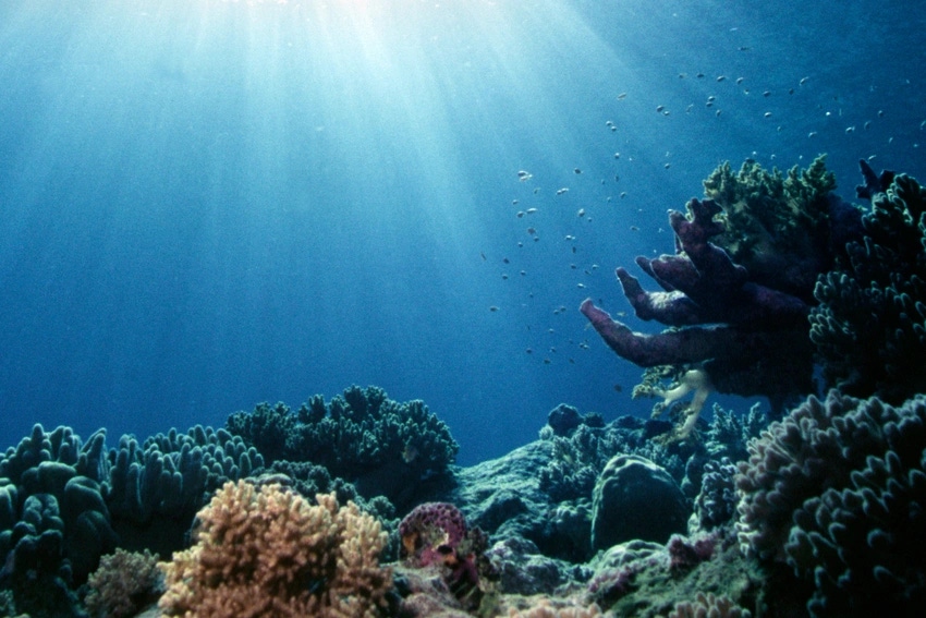 The ocean floor with sunlight streaming onto a coral bed