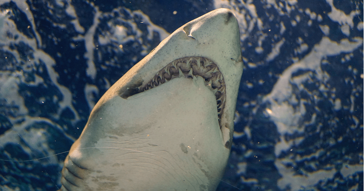 How Machine Learning Can Save Sharks