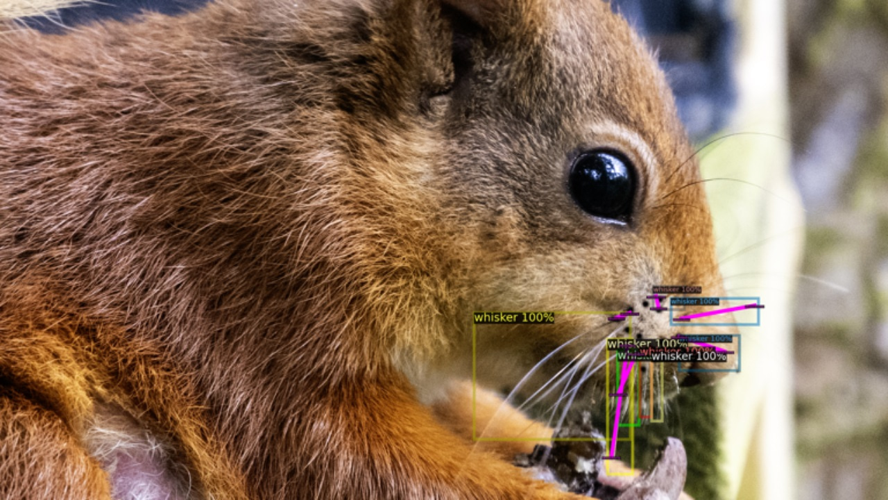 Squirrel Programing Language Squirrel AI Agent Aims to Save Dwindling Species