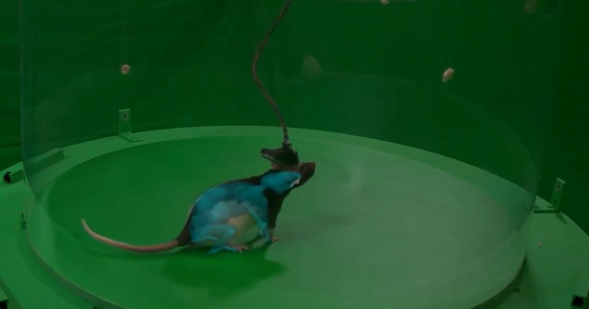 Google DeepMind, Harvard Develop AI-Powered Virtual Rat to Study Movement