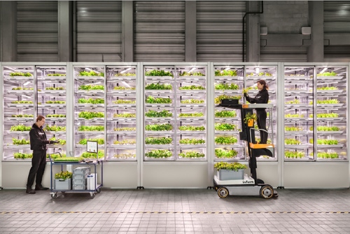 A photo of racks of indoor vegetables growing and being picked by workers