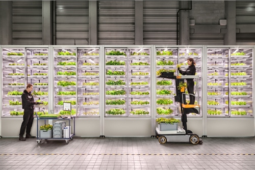 A photo of racks of indoor vegetables growing and being picked by workers A photo of racks of indoor vegetables growing and being picked by workers