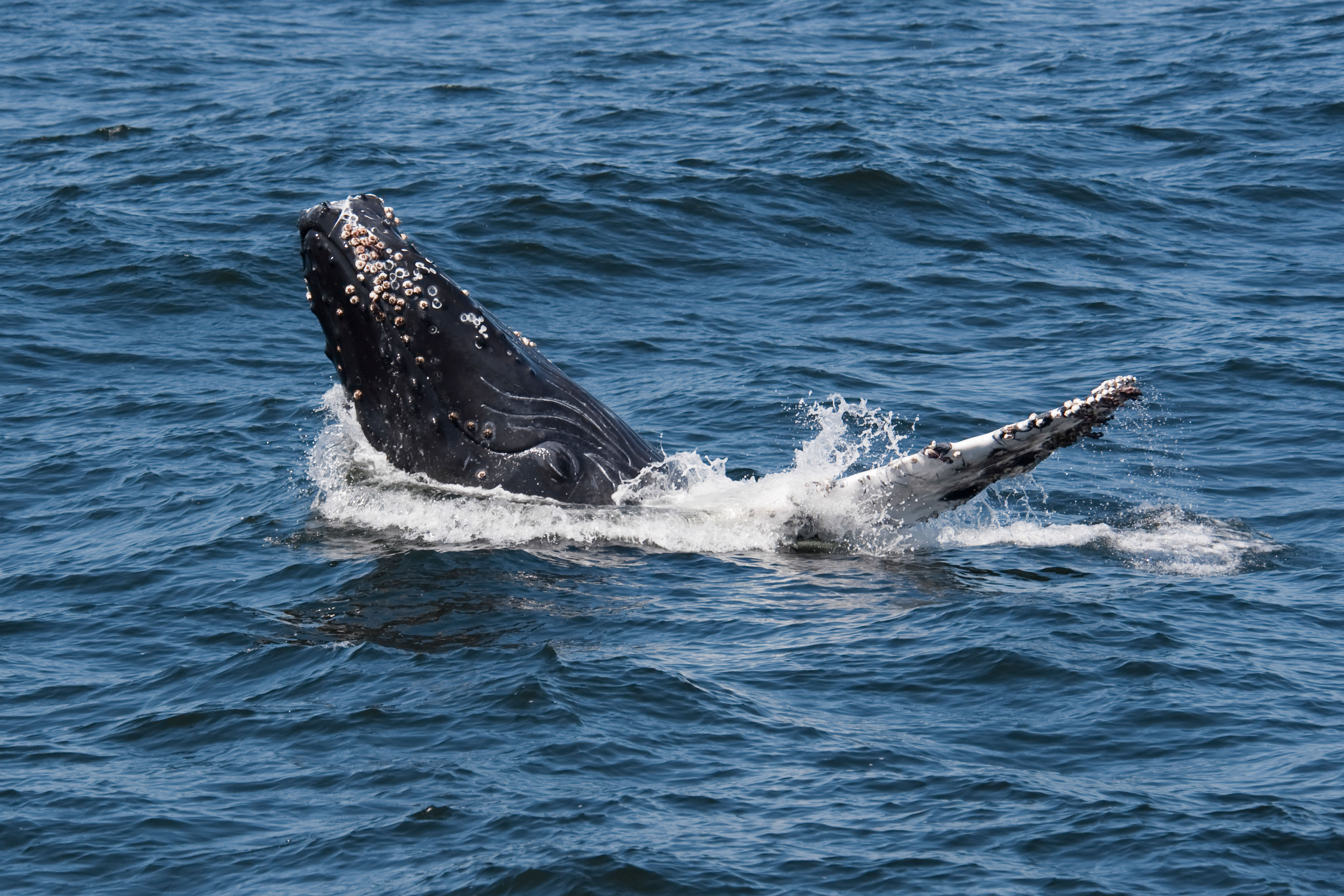 Humpback Whale Calf (Megaptera novaeangliae) partial breach. Monterey, California, Pacific Ocean.